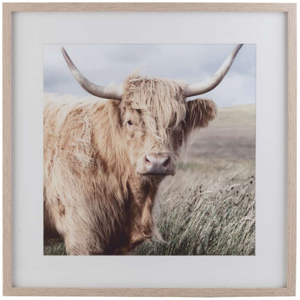 Bild Highland Cow