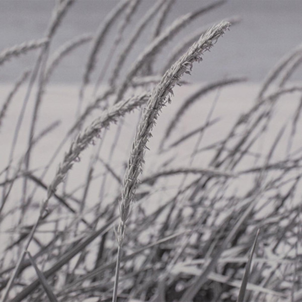 Bild Strandlandschaft