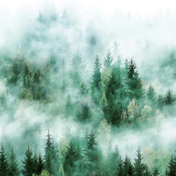 Wandbildtapete Nebelschwaden im Wald 47267KN