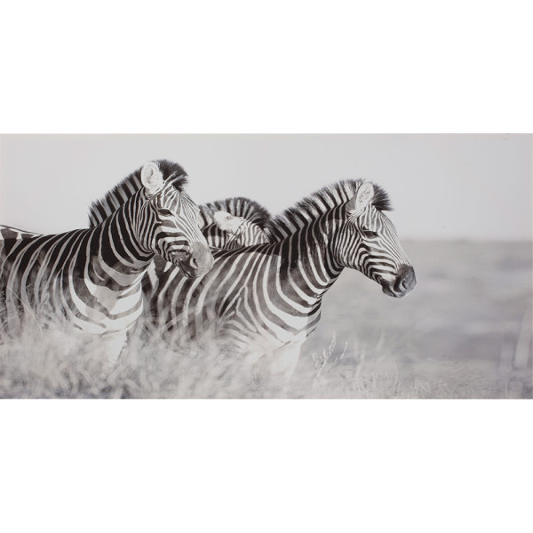 Bild Zebras